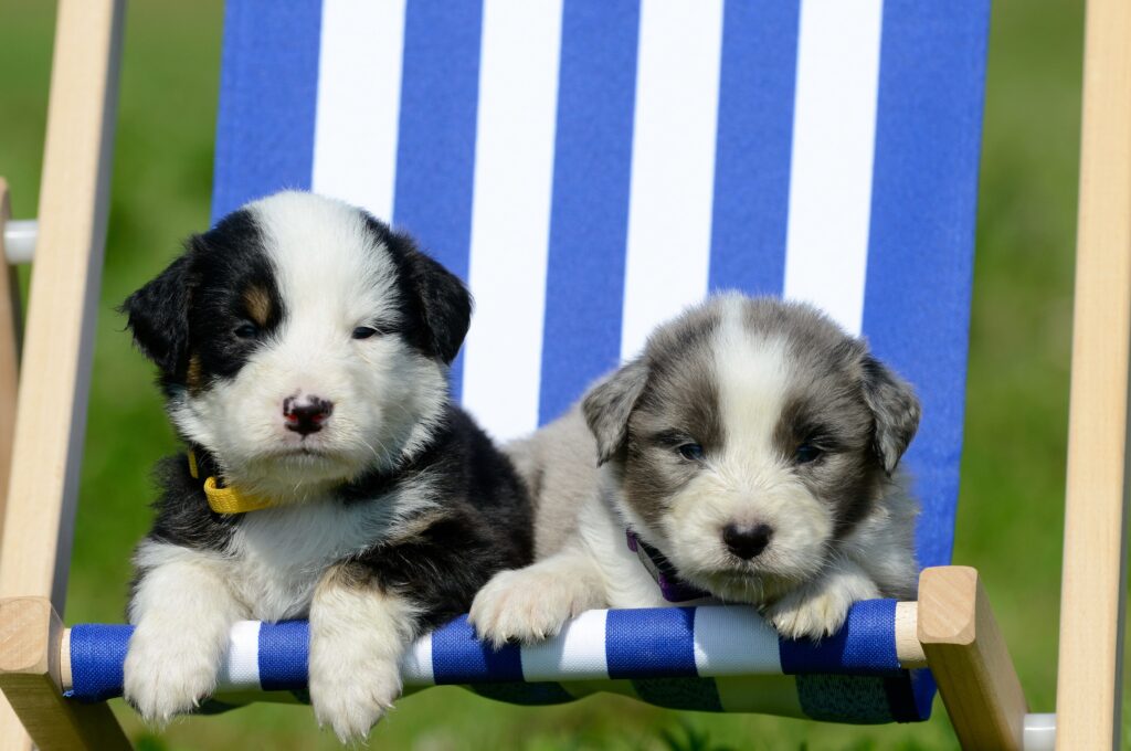Adorable Puppies Relaxing on Sunny Blue and White Sunbed Background Wallpaper