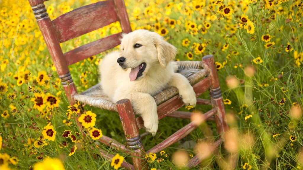 Adorable Puppy on Rustic Chair in Vibrant Yellow Flower Field Wallpaper