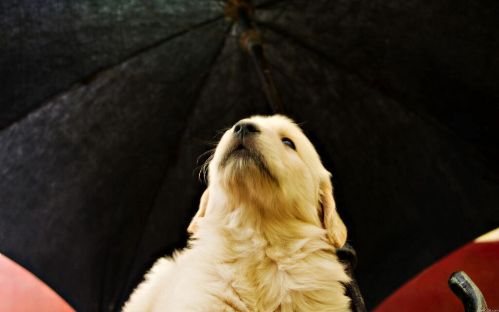Adorable Puppy Wallpaper: Cute Expression & Soft Fur Close-Up