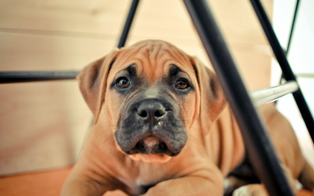 Adorable Purebred Puppy Wallpaper - 2560x1600 Background