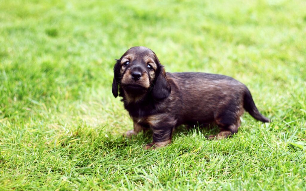 Adorable Spotted Puppy on Lush Green Grass Wallpaper Background