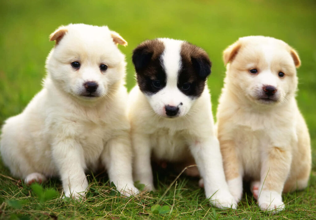 Adorable Puppies Play on Lush Green Grass - Heartwarming Background Wallpaper
