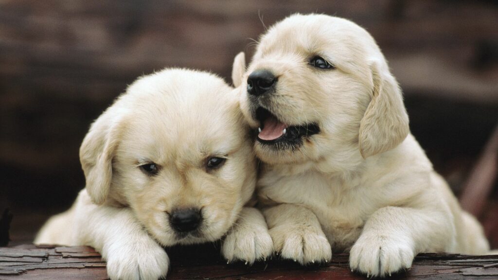 Heartwarming 1920x1080 Puppies Wallpaper - Perfect for Any Device