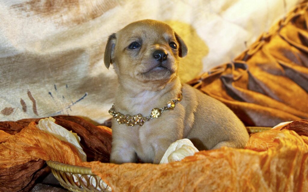 Elegant Puppy Wallpaper: Adorable Dog on Lavish Fabric Background