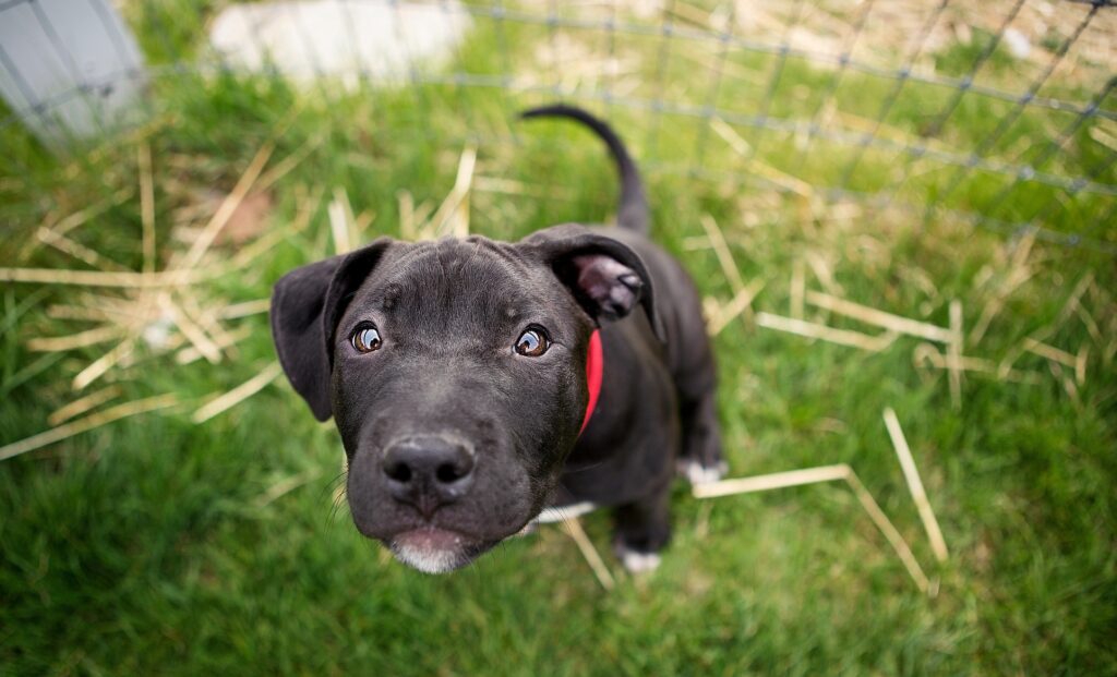 Adorable Puppy Wallpaper with Playful Blurry Grass Background