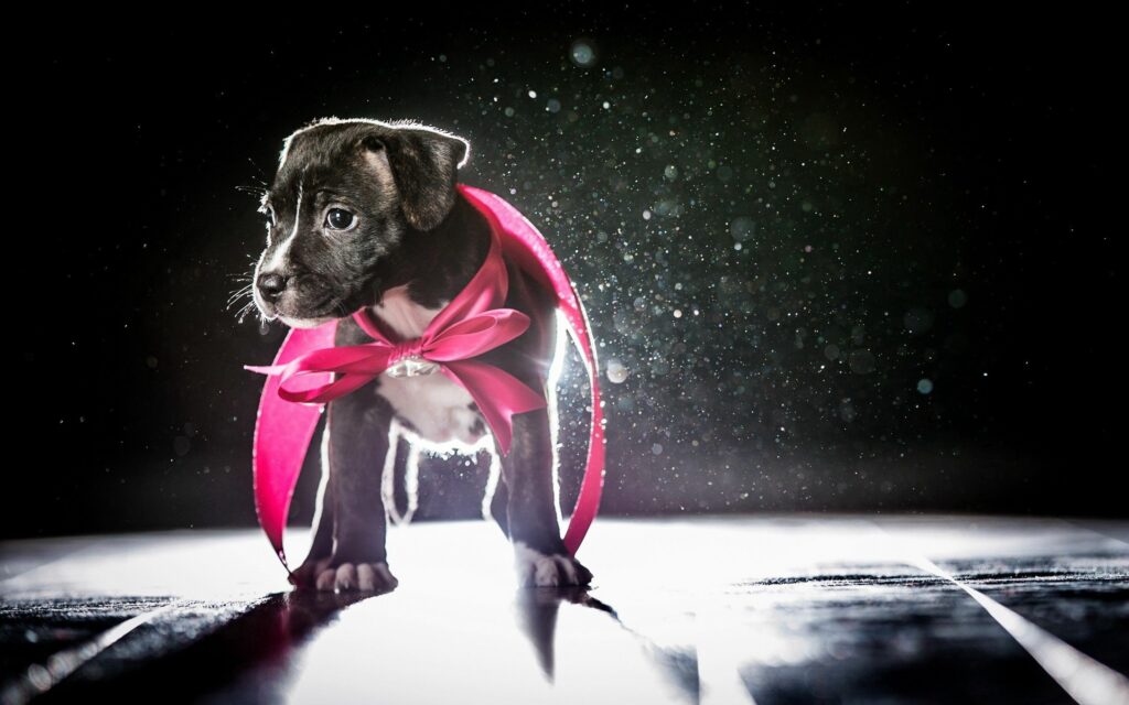 Enchanting Puppy Wallpaper with Pink Ribbon and Shimmering Background