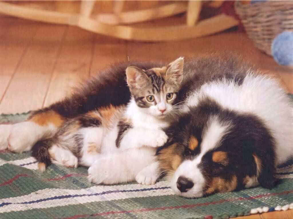 Fluffy puppy and kitten cuddle on cozy patterned rug in warm natural light tender friendship Wallpaper