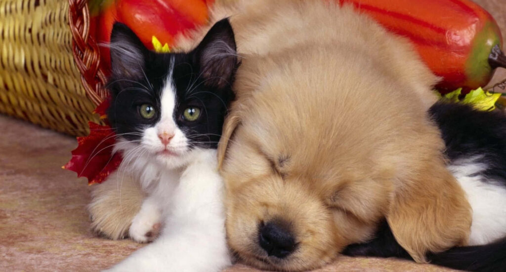 Cozy Puppy and Kitten Snuggle Wallpaper - Heartwarming Background