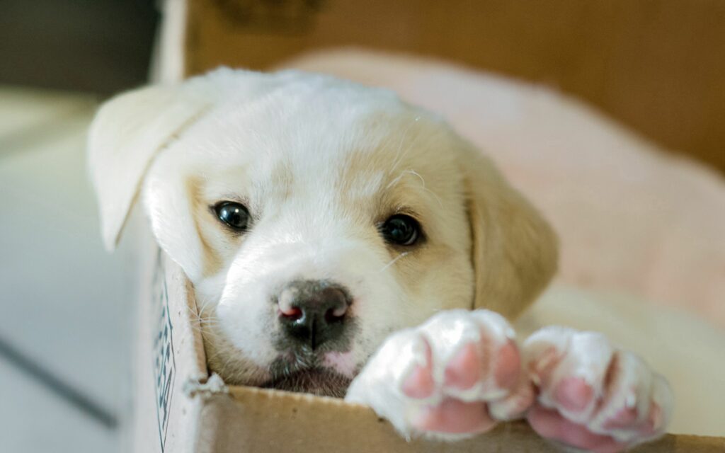 Adorable Puppy in a Box: Sunlit 2560x1600 Dog Wallpaper