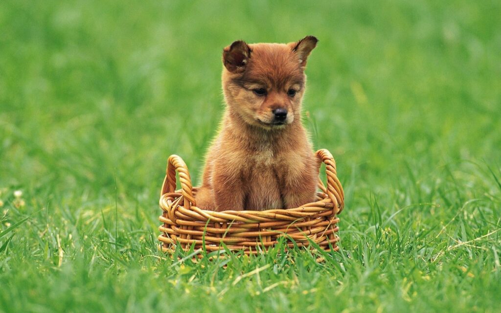 Adorable Puppy in Wicker Basket: Serene Green Field Wallpaper