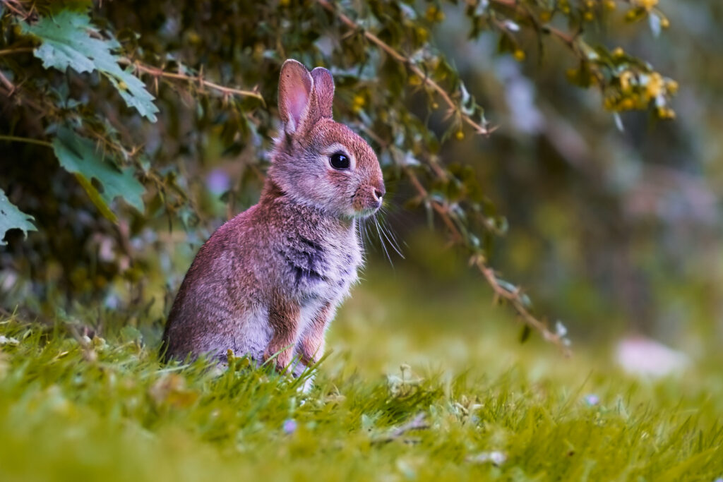 Adorable Rabbit Cub in Lush Greenery - Nature's Cuteness Background Wallpaper