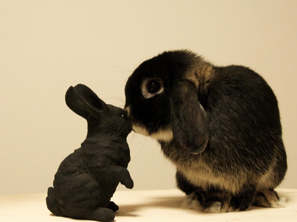 Adorable Rabbit Examines Black Toy on Soft Neutral Wallpaper