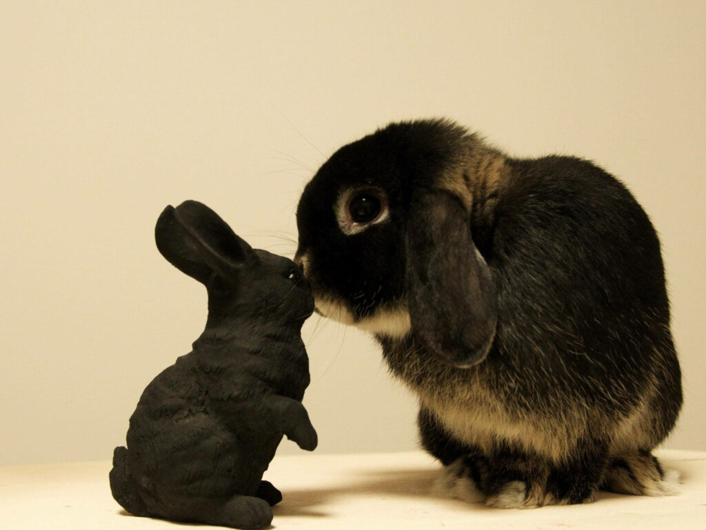 Adorable Rabbit Sniffing Toy Wallpaper Background - Natural Curiosity