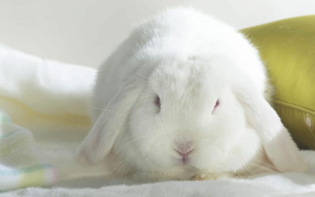 Adorable Rabbit Snuggled on Cushion - Cute Background Wallpaper