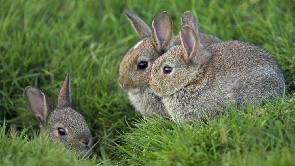 Charming 1920x1080 Wallpaper of Three Adorable Rabbits in Grass
