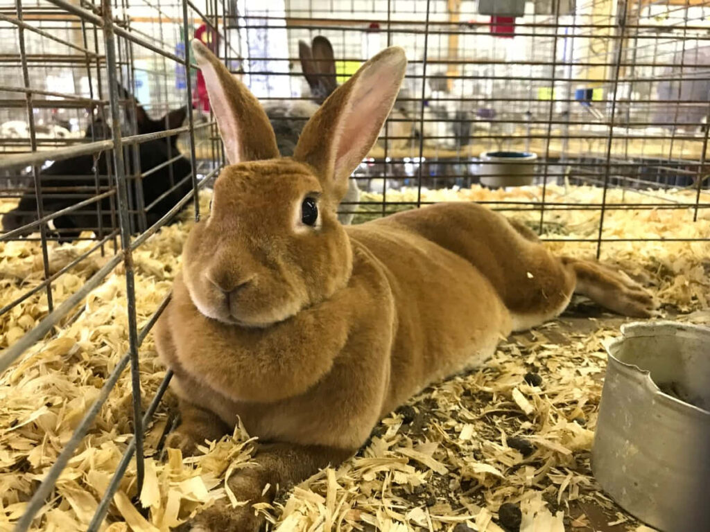 Adorable Rabbit Relaxing on Wood Shavings in Cozy Enclosure Background Wallpaper