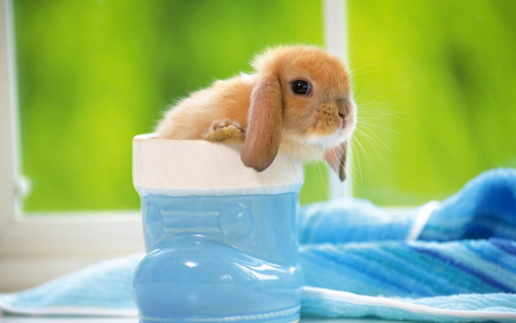 Adorable Rabbit in Blue Container: Cozy Wallpaper with Green Background