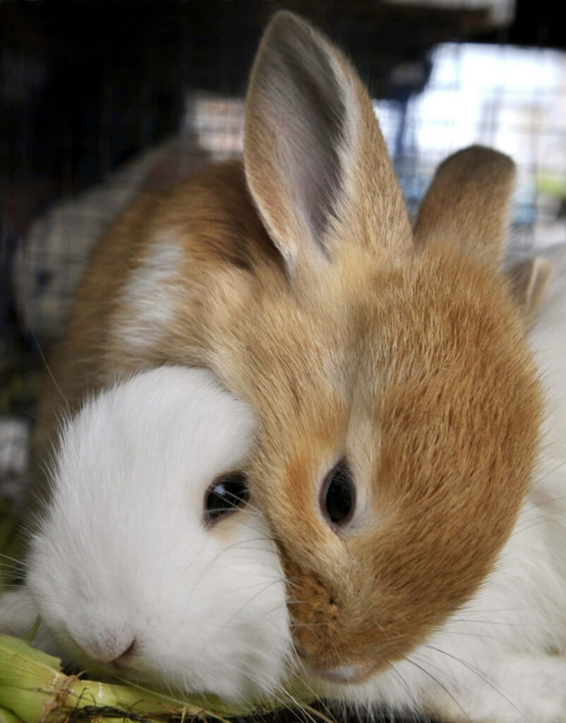 Cozy Rabbit Wallpaper: Fluffy Friends Snuggling Together