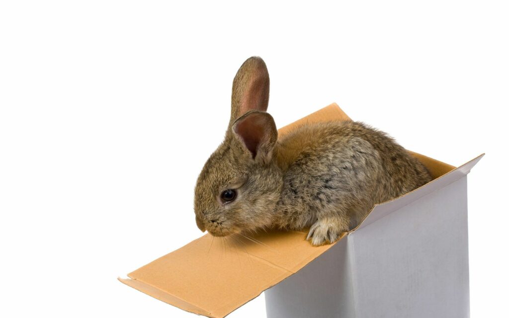 Curious Bunny Wallpaper: Adorable Rabbit on Box with White Background