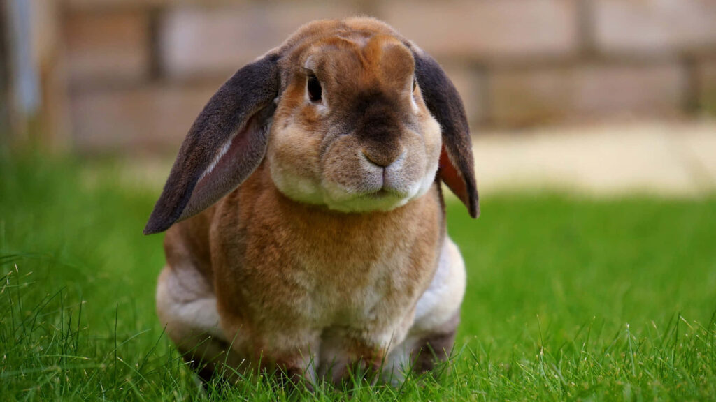 Charming Rabbit with Velvety Fur on Lush Green Lawn Wallpaper
