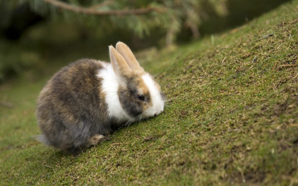 Cute Fluffy Rabbit on Grass: Peaceful Nature Wallpaper