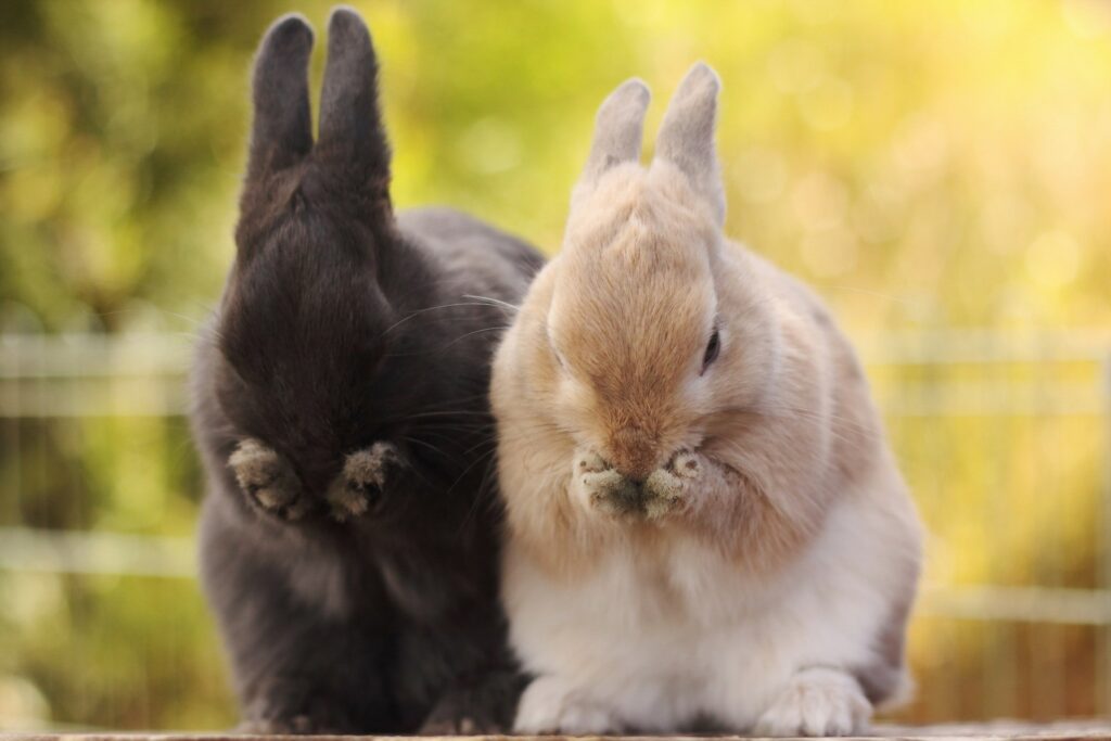 Adorable Rabbits with Fluffy Coats - Cute Wallpaper Background