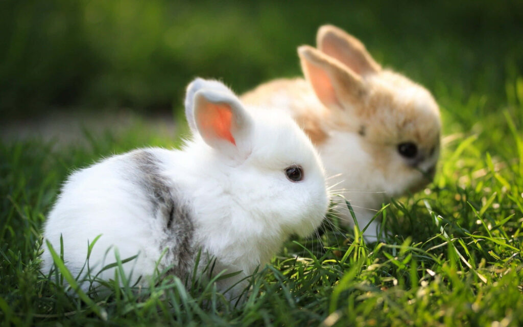 Charming Rabbit Wallpaper: Lush Grass Scene with Two Adorable Bunnies