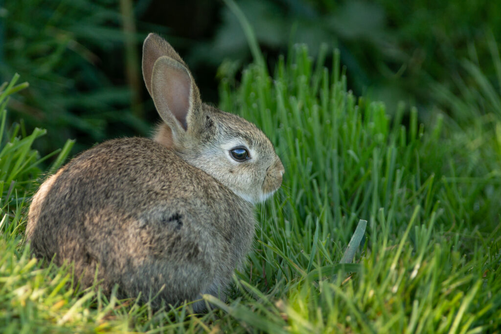 Charming Rabbit Wallpaper in Lush Green Grass - Nature's Beauty