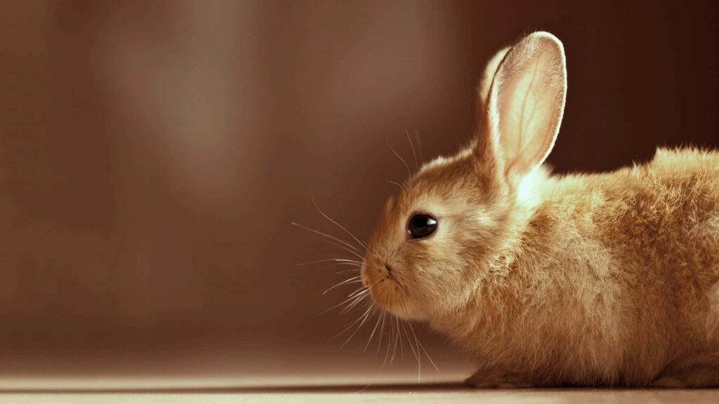 Adorable Rabbit Wallpaper: Cozy Background in Soft Warm Tones