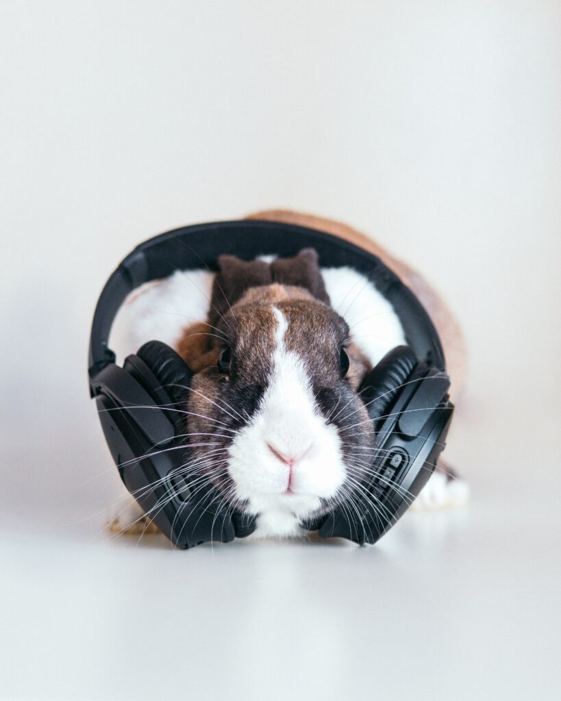 Adorable Rabbit in Headphones: Quirky Music Wallpaper Background