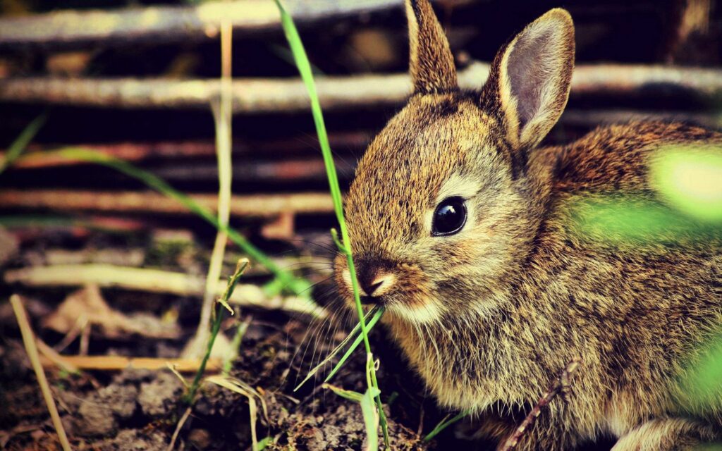 Adorable Rabbit in Lush Green Grass: Serene Nature Wallpaper