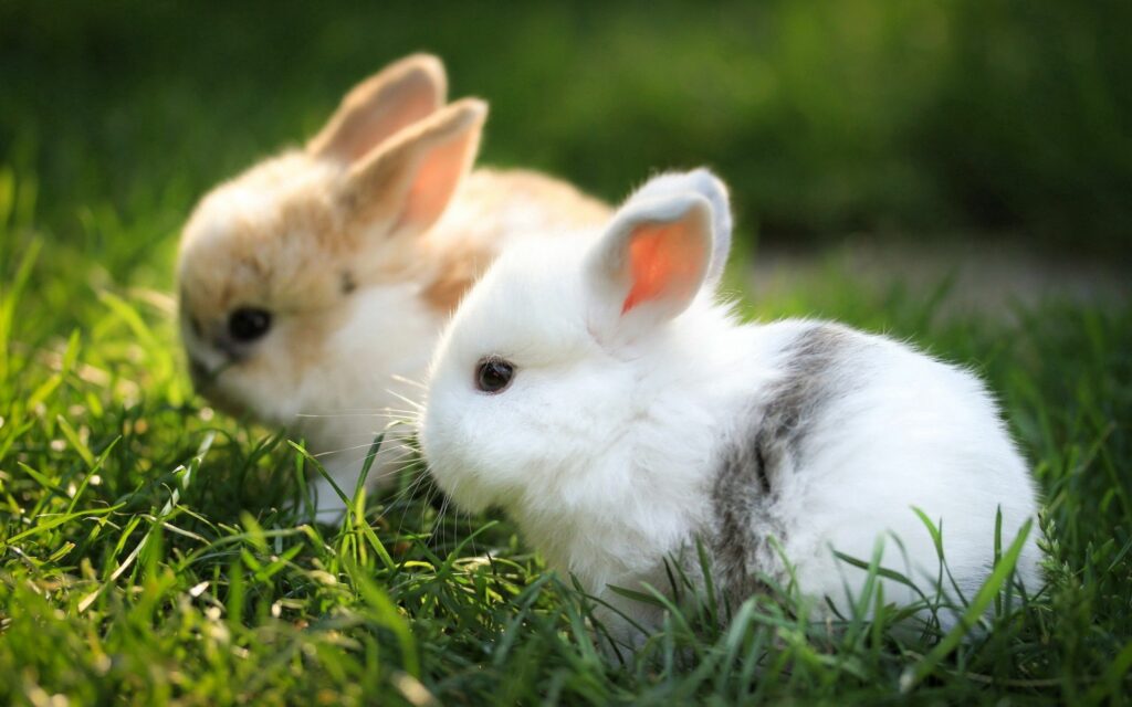 Charming Rabbits Resting on Lush Grass - Serene 2560x1600 Wallpaper