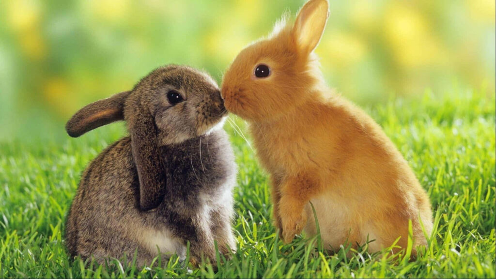 Charming Rabbit Wallpaper: Heartwarming Meadow Scene for Your Desktop