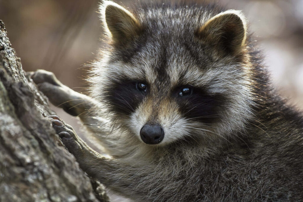 Charming Raccoon Close-Up Climbing Tree – Nature Wallpaper
