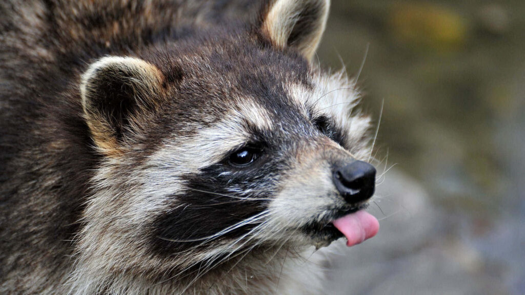 Playful Raccoon Wallpaper: Cute Tongue Out & Adorable Charm