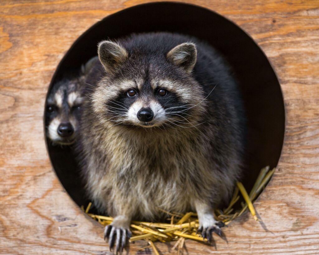 Adorable Raccoon Duo Peeking from Wooden Hole – Rustic Wallpaper