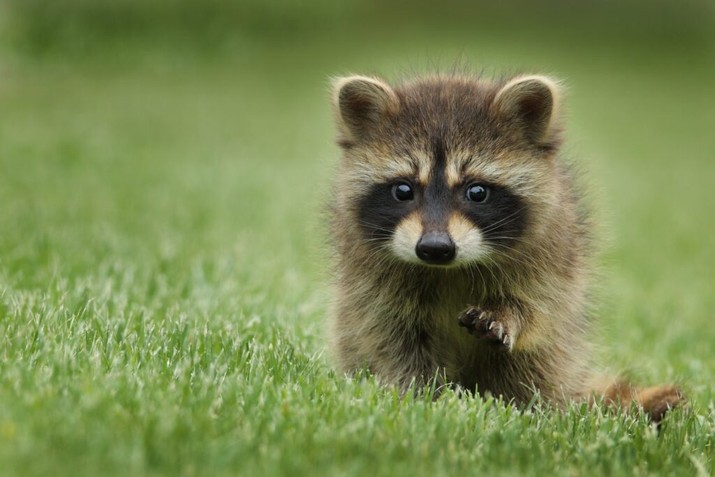 Adorable Young Raccoon Exploring Lush Green Grass Wallpaper