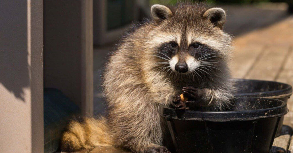 Playful Raccoon Eating from Black Pot: Adorable Wildlife Moment Wallpaper
