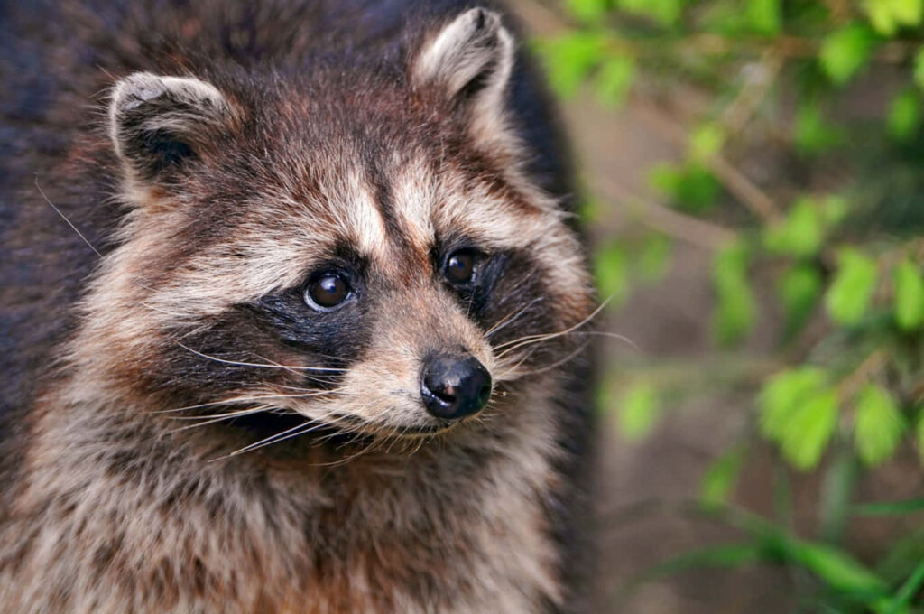 Charming Raccoon Wallpaper: Fluffy Fur & Big Eyes in Nature