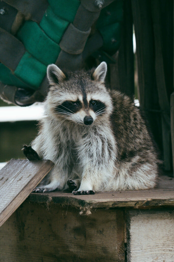 Charming Raccoon Wallpaper: Adorable Fur & Curious Eyes Background