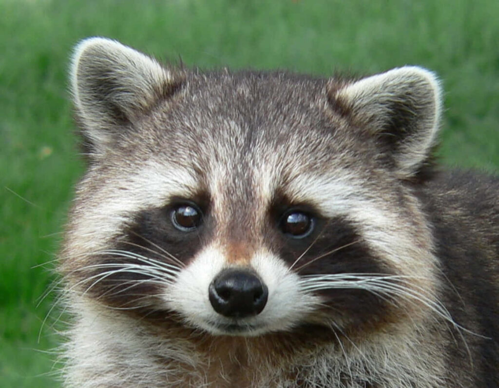 Adorable Raccoon Close-Up Wallpaper with Soft Green Background