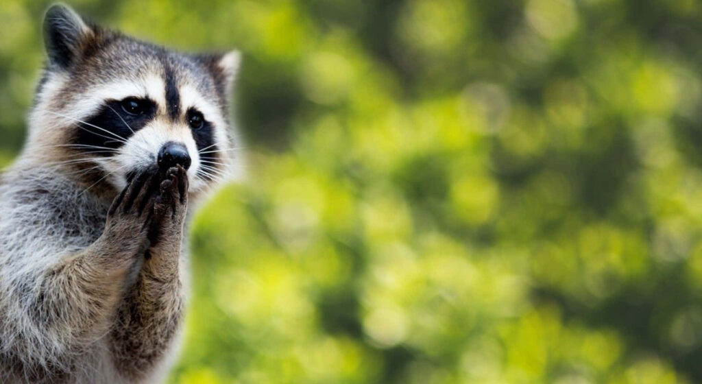 Adorable Raccoon Wallpaper with Playful Expression on Soft Green Background