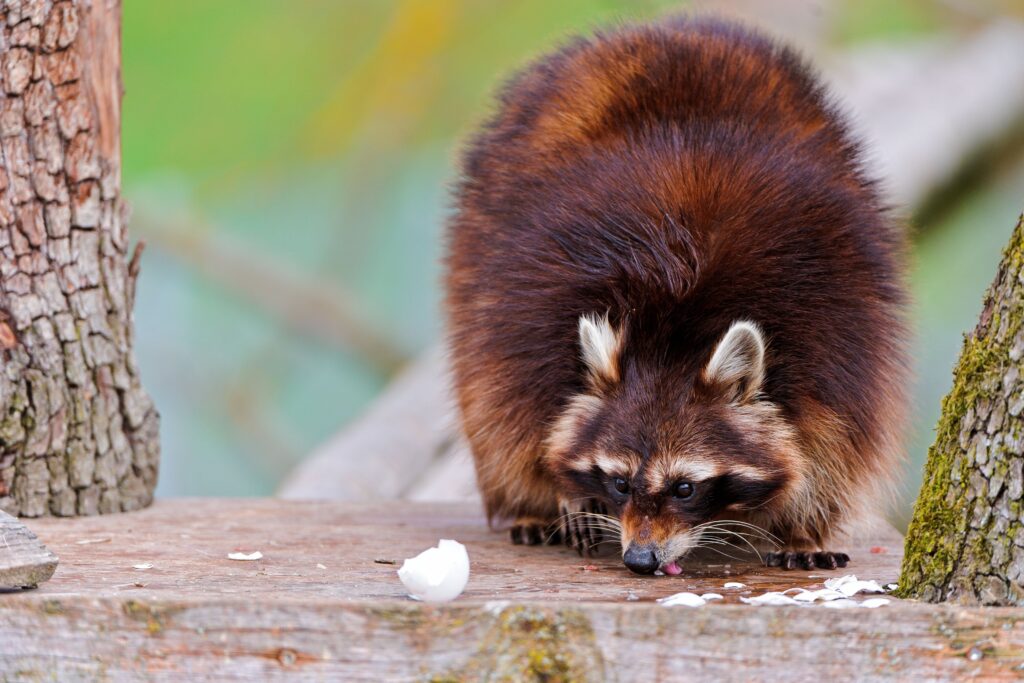 Charming Raccoon Wallpaper: Fluffy Fur & Natural Setting