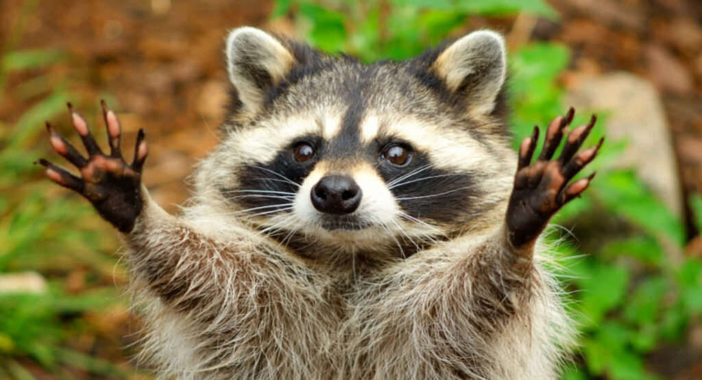 Charming Raccoon Wallpaper: Playful Fluffy Friend in Nature