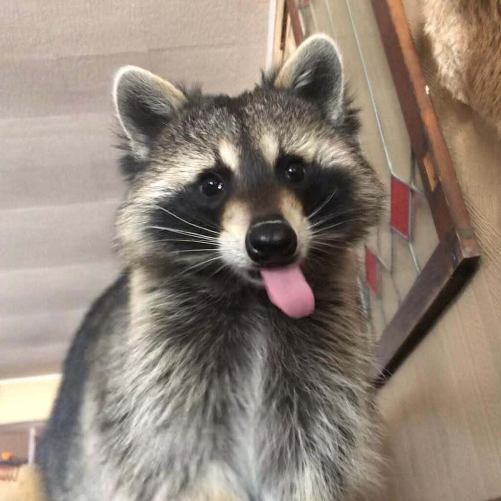 Adorable Raccoon Wallpaper: Cute Background with Playful Charm