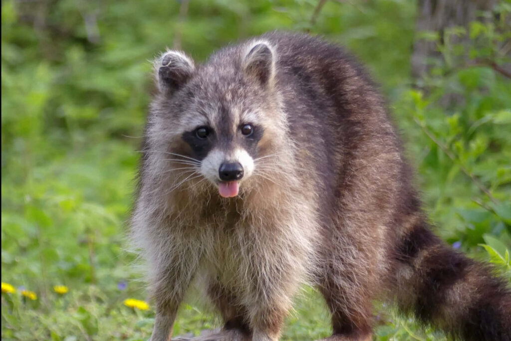 Playful Raccoon Wallpaper: Whimsical Scene in Lush Green Background
