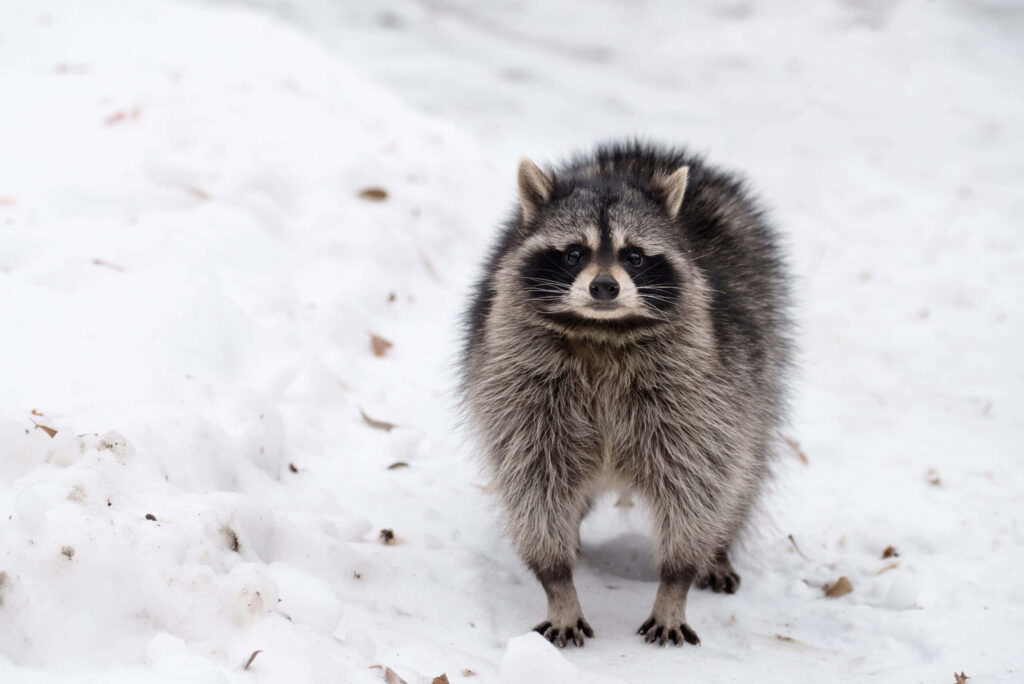 Charming Raccoon Wallpaper: Adorable Winter Wildlife Scene