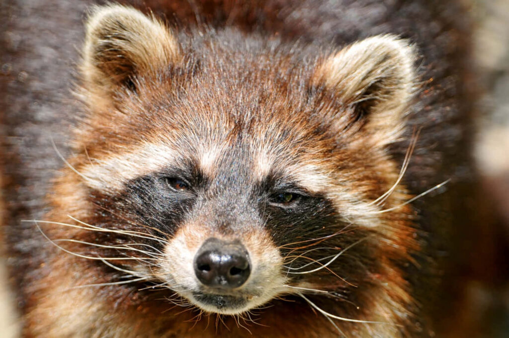 Charming Raccoon Wallpaper: Adorable Nature Scene with Detailed Fur
