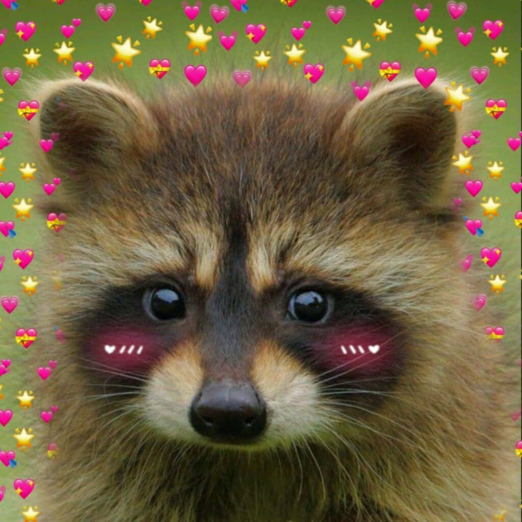 Adorable Raccoon Wallpaper with Blushing Cheeks and Playful Background