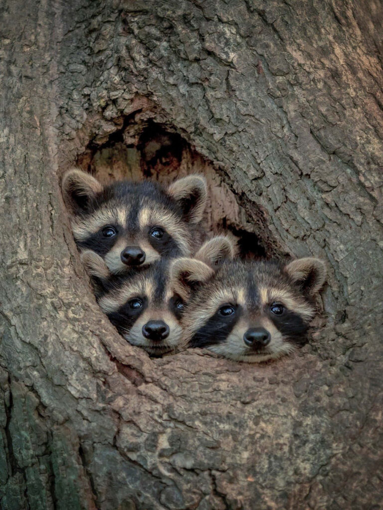 Curious Raccoons Peeking from Tree Hollow: Adorable Wildlife Scene Wallpaper